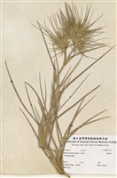 藏品(濱刺麥)的圖片